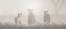 National Geographic Movie Sites